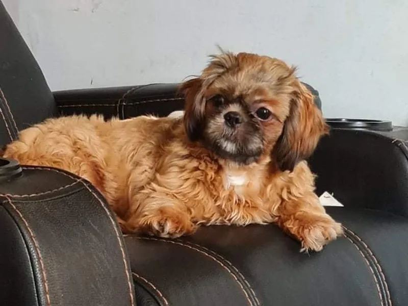 Cinnamon's Shih Tzus