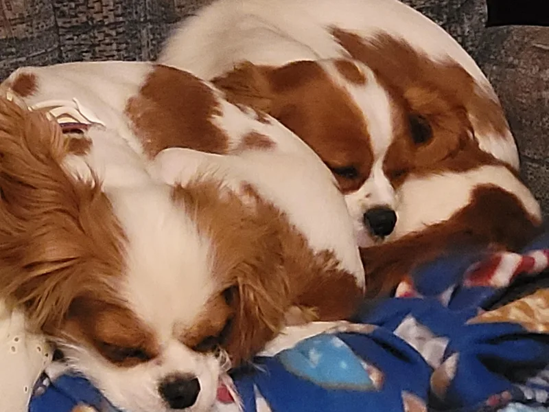 Cinnamon the Cavalier King Charles