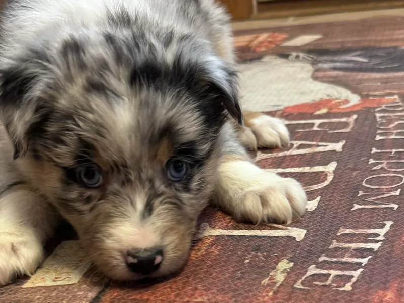 Circle B working Aussies