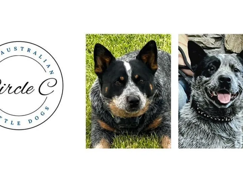 Circle C Australian Cattle Dogs
