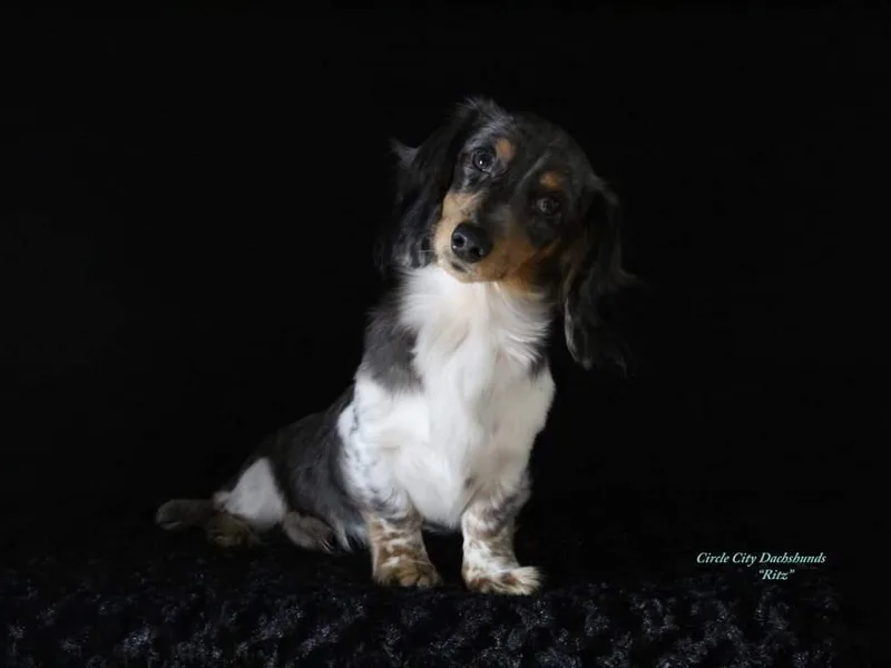 Circle City Dachshunds