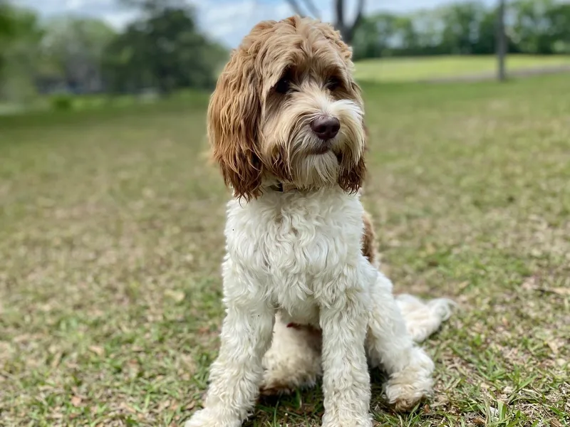 Circle City Labradoodles