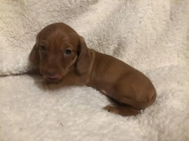 Circle D's Dachshund