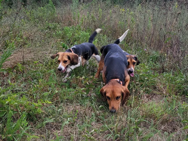 Circle Hill Beagles