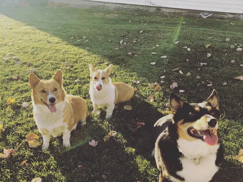 Circle K Corgis