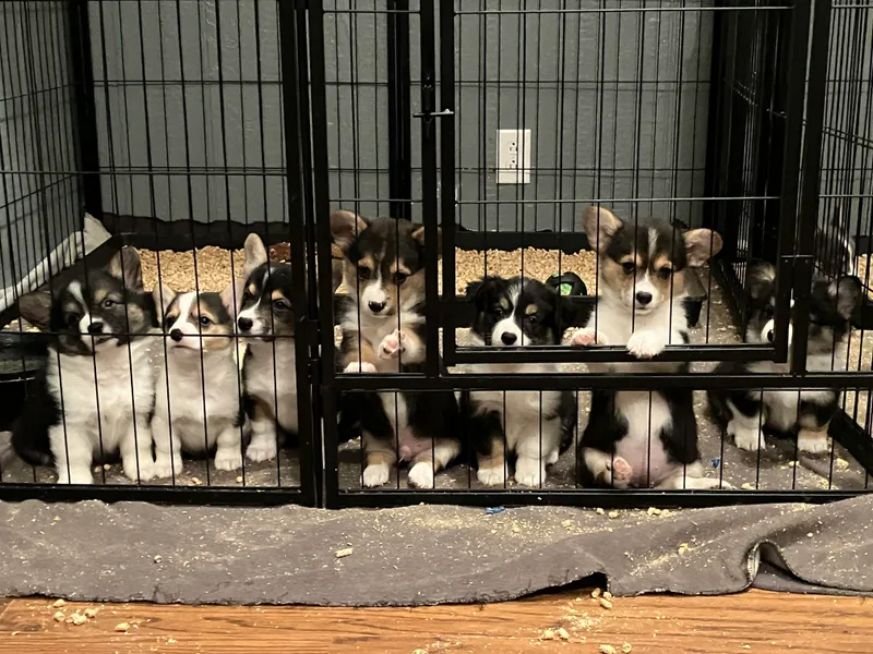 Circle M Corgis