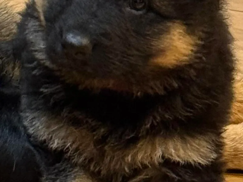 Circle Oaks Shepherds