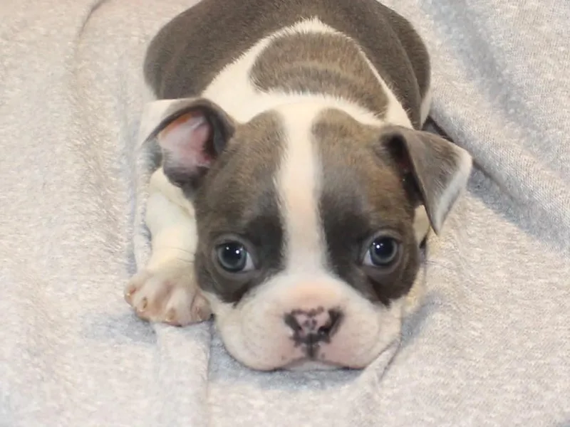 Circle P's Boston Terriers