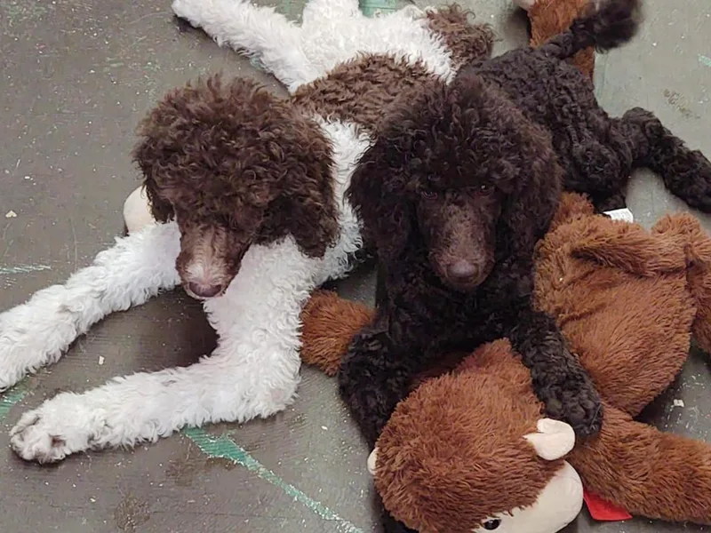 Circle S Pups photo 1