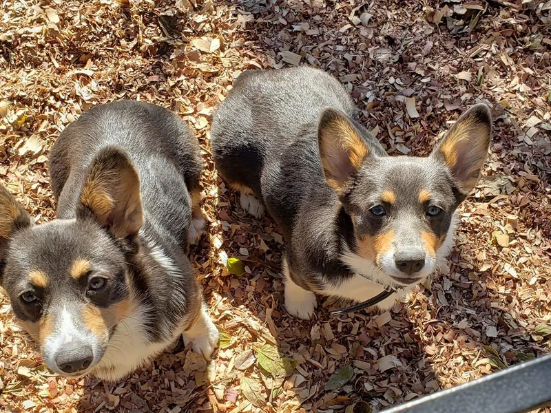 Circle Star Corgis photo 1