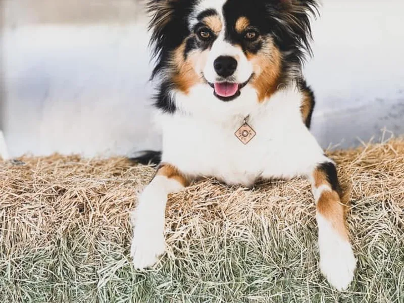 Circle T Mini Aussies photo 1