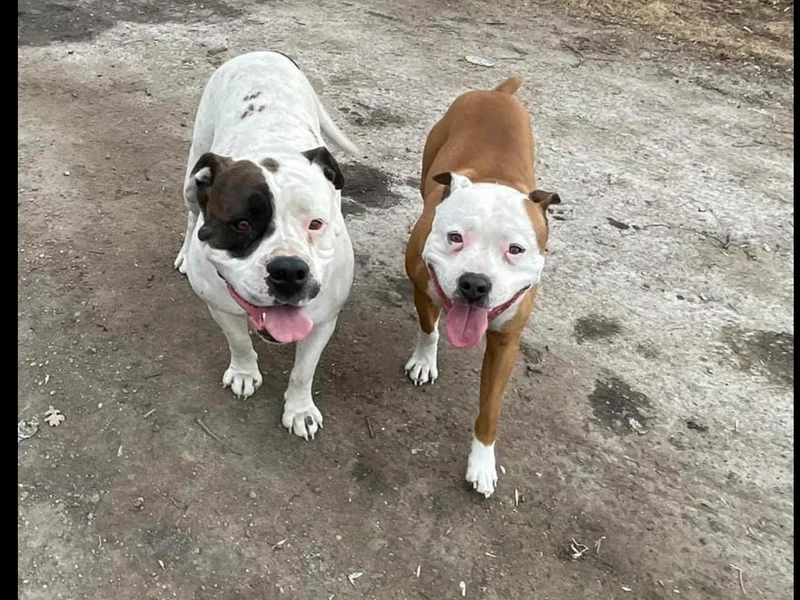 Circle V Ranch &amp; Express