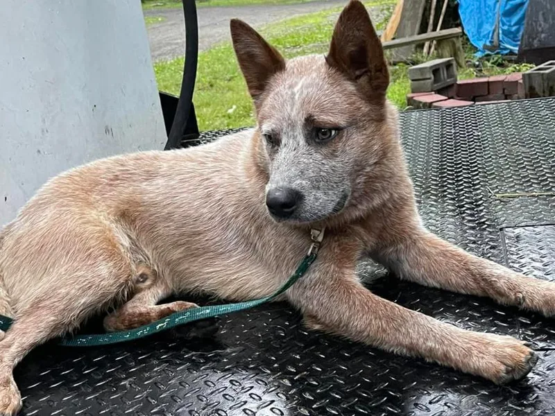 Circle V Ranch Cattle Dogs