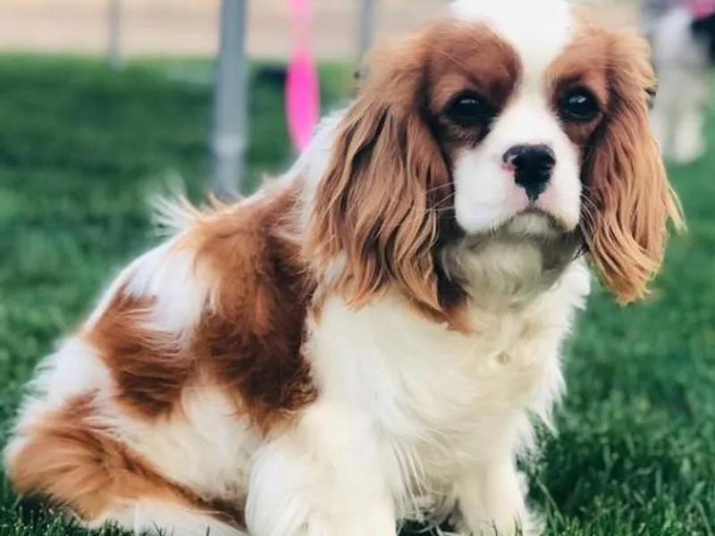 Circle Valley Cavaliers