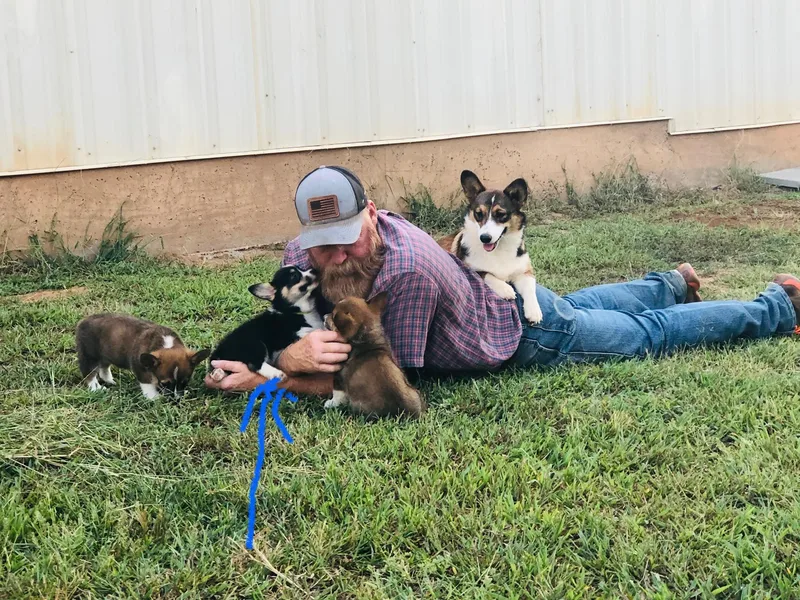 CircleKbar Pembroke Welsh Corgis