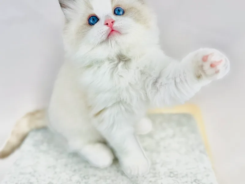 CIRRkittens photo 1