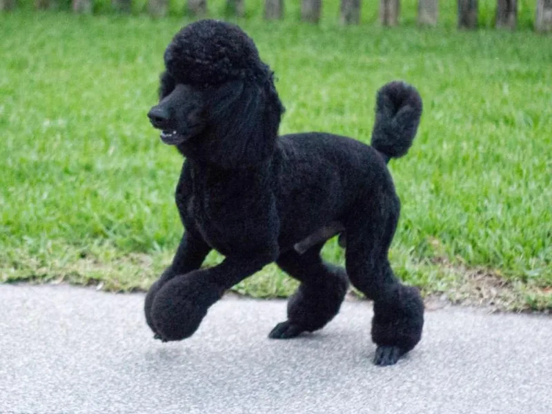 Cisco Standard Poodles