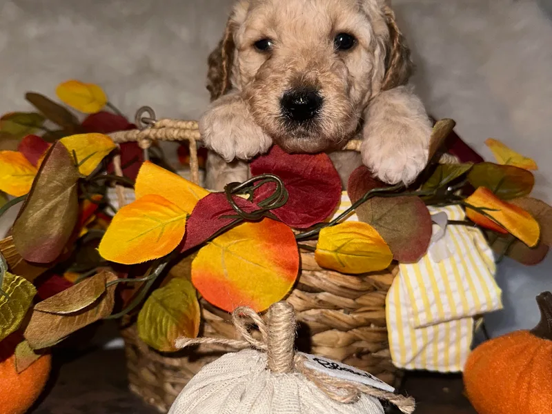 Cisneros Goldendoodles