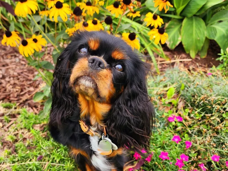 City Creek Cavapoos