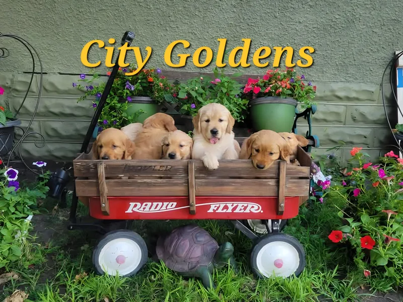 City Goldens