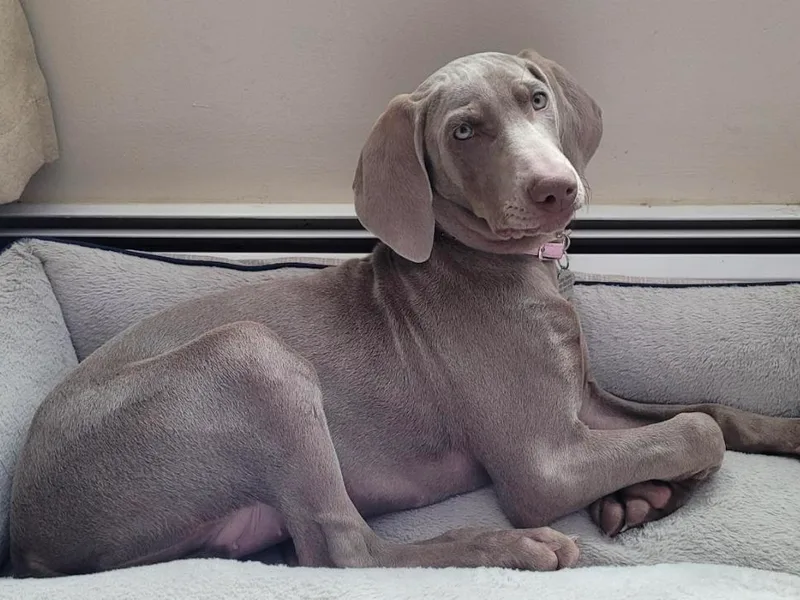 City Weimaraner