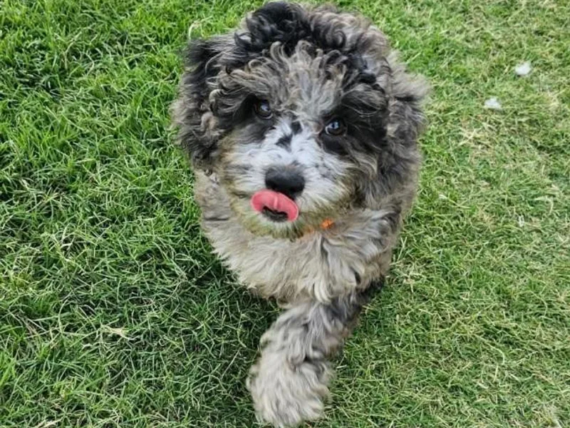 Cityline Goldendoodles