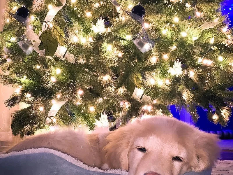 CJ’s Golden Home