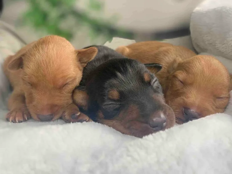 CJ’s Miniature Pinscher’s