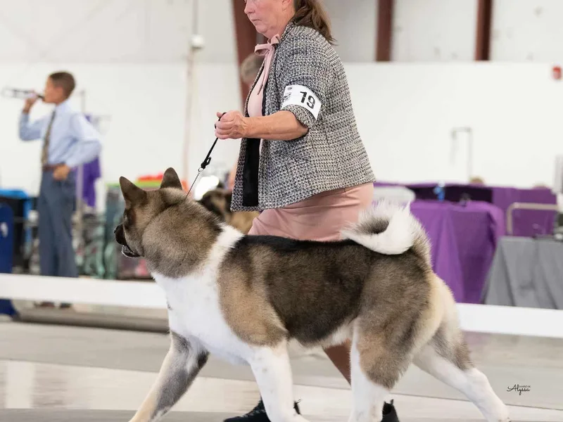 CJ's Sho-Me Akitas