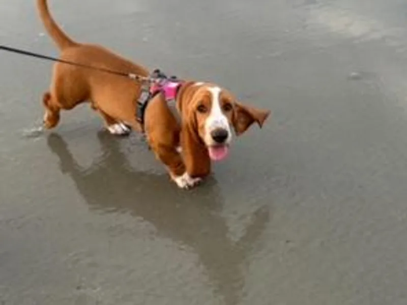 CK Beagles &amp; Bassets