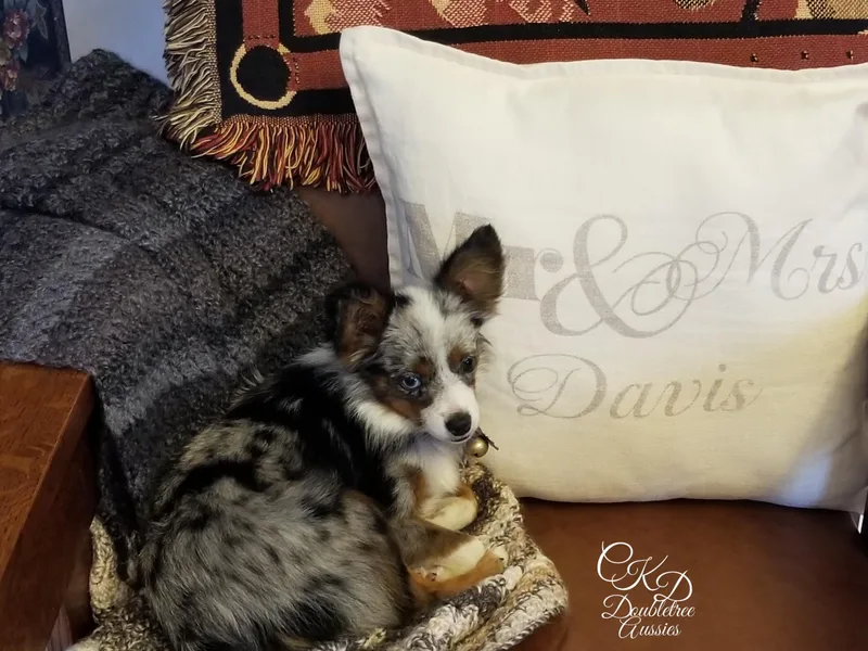 CKD DOUBLETREE AUSSIES