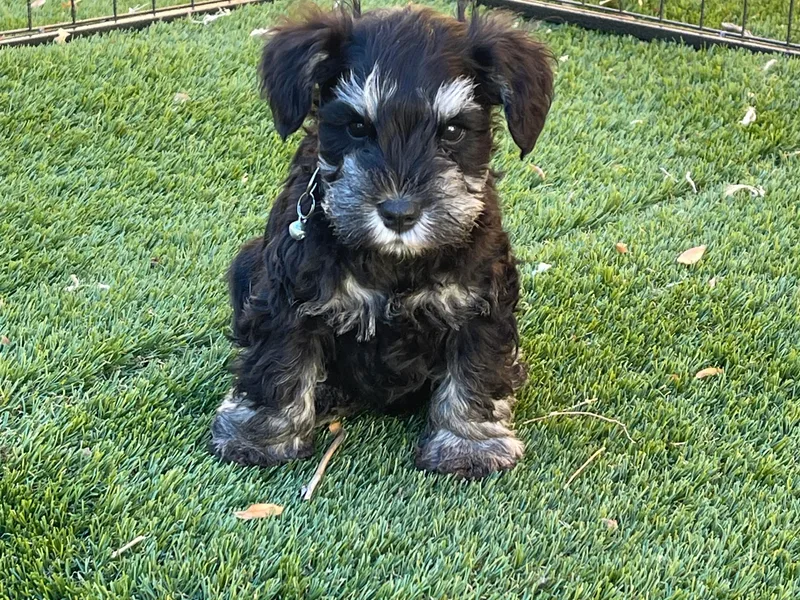 CKM Miniature Schnauzers