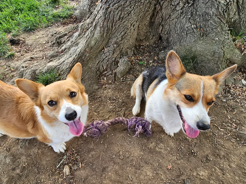 CL&amp;L Corgi's