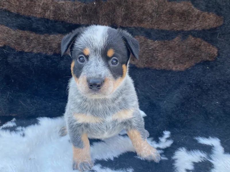 CL Australian Cattle Dogs