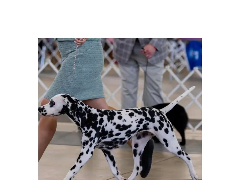 Clíodhna Kennel