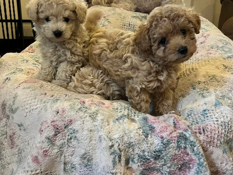 Clara’s Toy Poodles