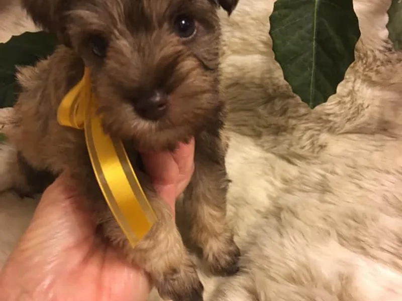 Clarice’s Lil Paws