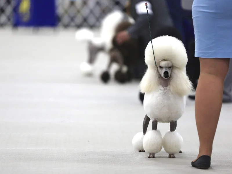 Clarion Poodles photo 1