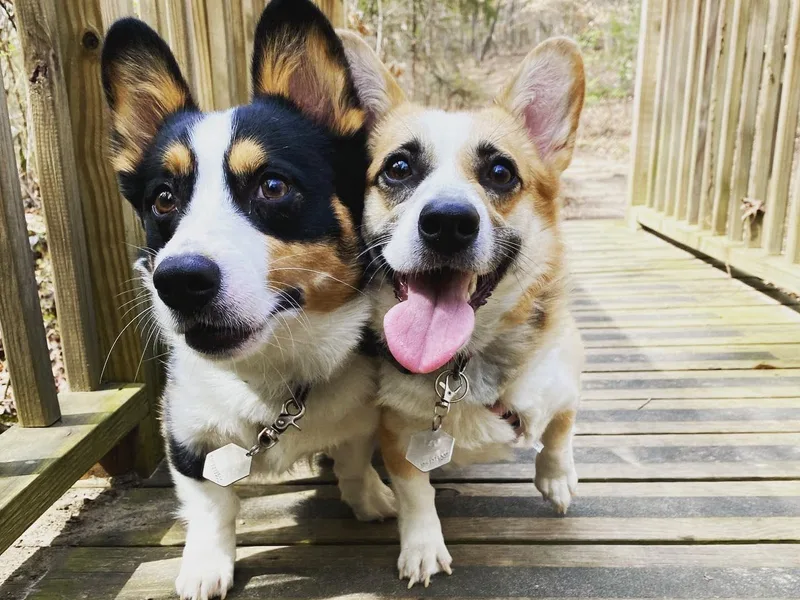 Clark Corgis