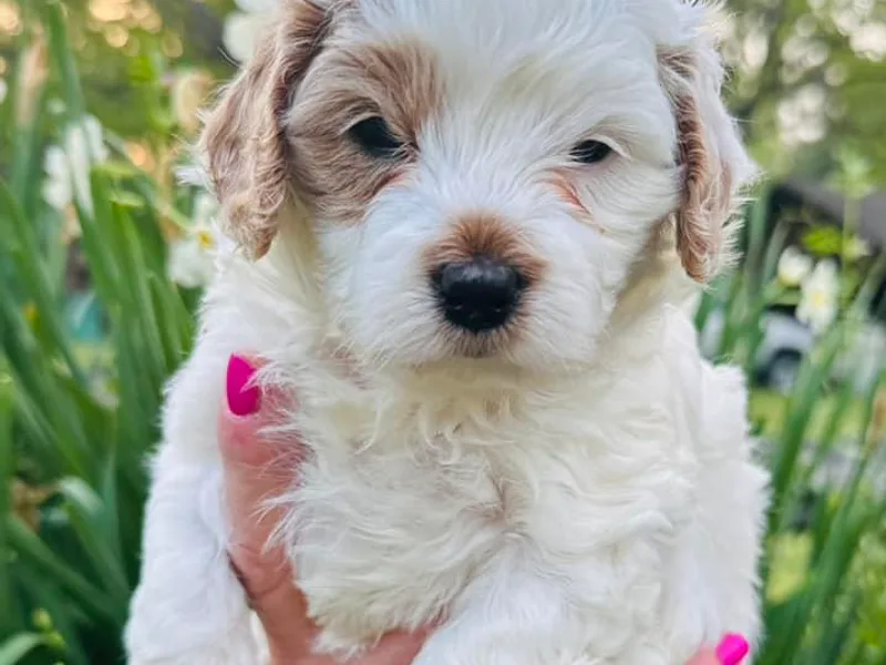 Clark County Cavapoos