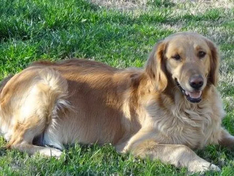 Clark Golden Retrievers