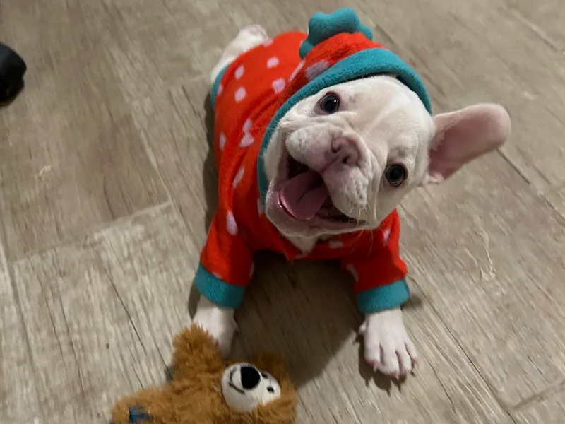 Clark II French Bulldogs