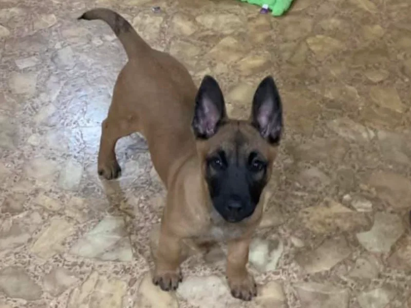 Clark's Belgian Malinois
