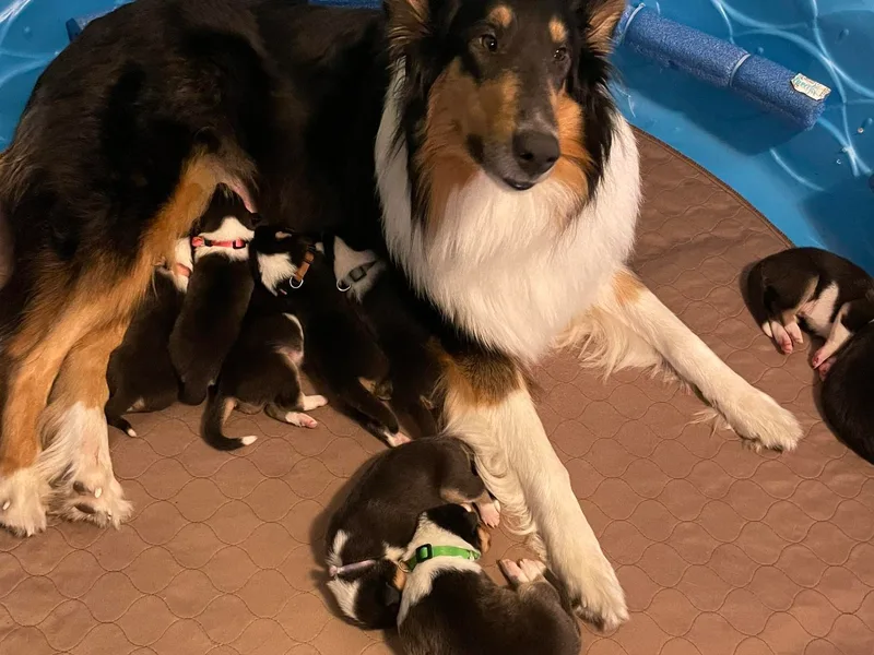 Clark's Collies
