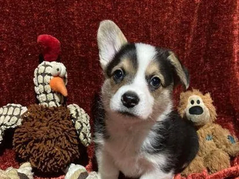 Clark’s Country Corgi’s
