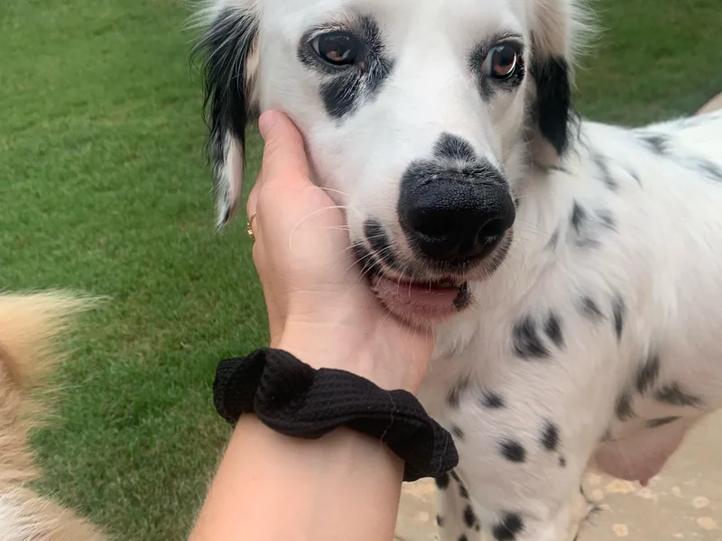 Clark’s Dalmatians