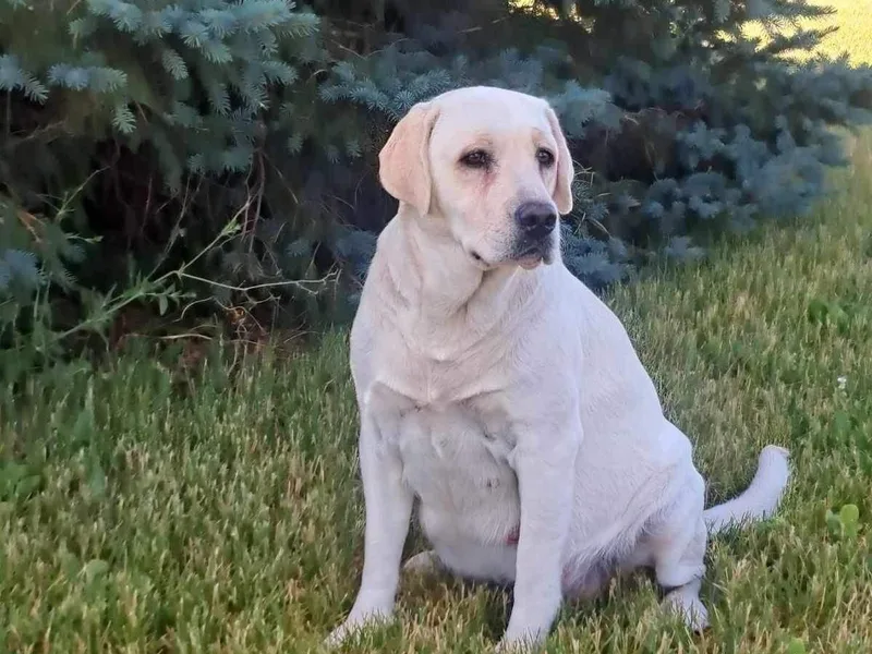 Clark’s Labrador Retrievers and German Shepard’s
