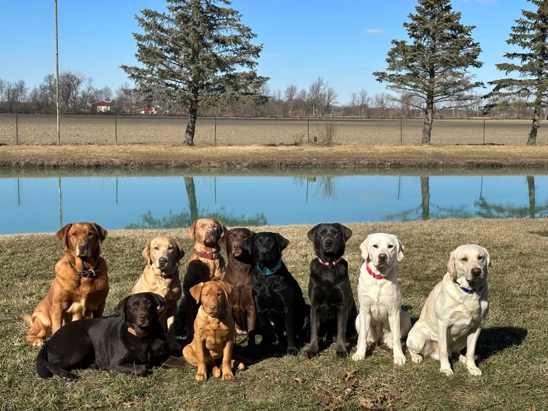 Clark’s Loyal Labradors