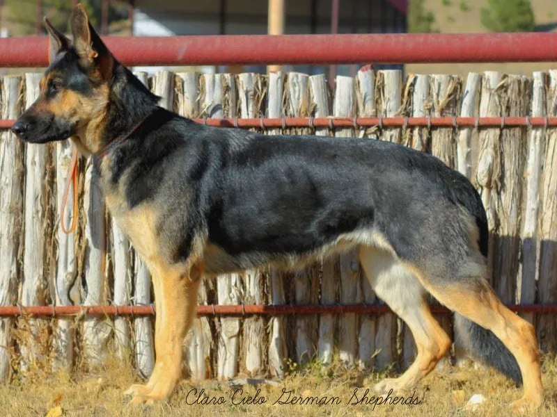 Claro Cielo German Shepherds