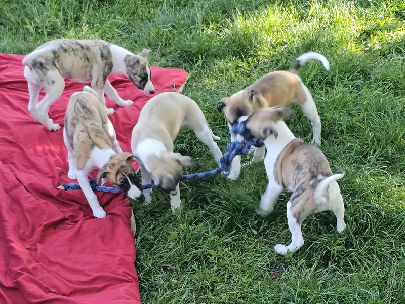 Clarriott Whippets &amp; Cavapoos